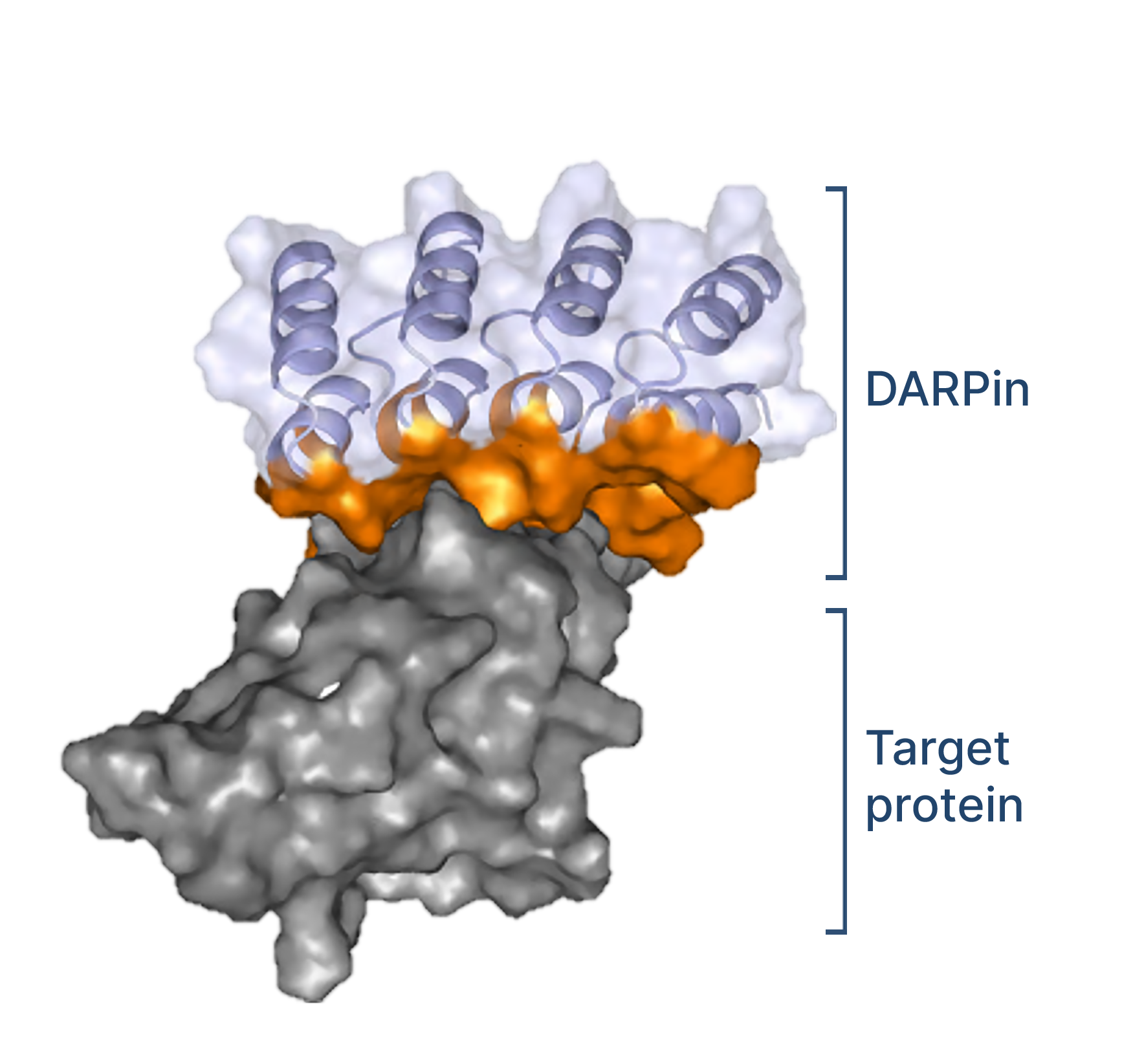 DARPin therapeutics a new drug class