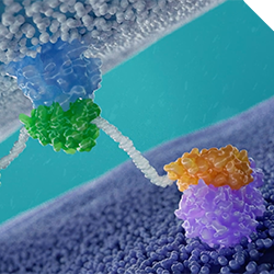 MP0317 – Solid tumor treatment