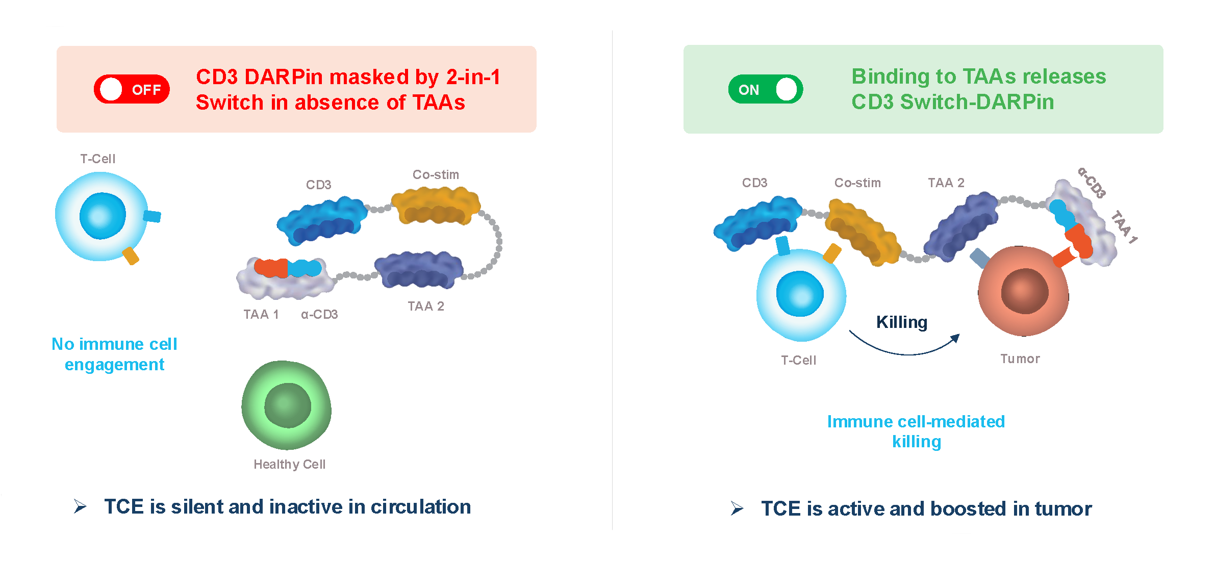 Pipeline - Molecular Partners